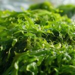 does sea moss expire