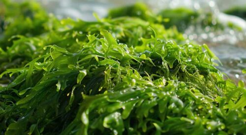 does sea moss expire