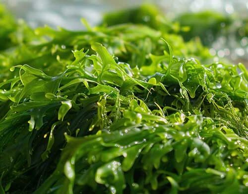 does sea moss expire