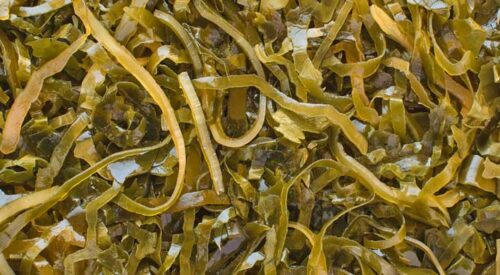 how long does it take for sea moss to start working in your body