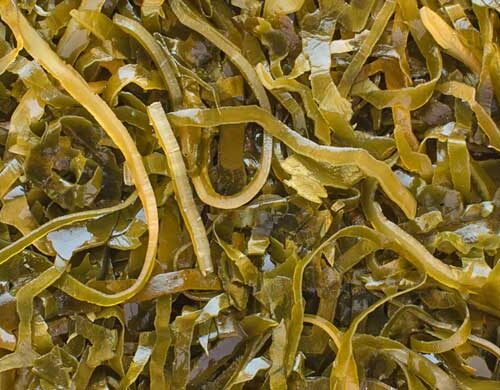 how long does it take for sea moss to start working in your body