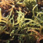 how many minerals does sea moss have
