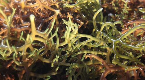 how many minerals does sea moss have