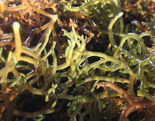 how many minerals does sea moss have