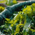 is sea moss actually good for you