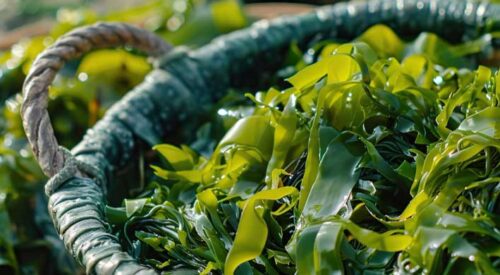 is sea moss actually good for you