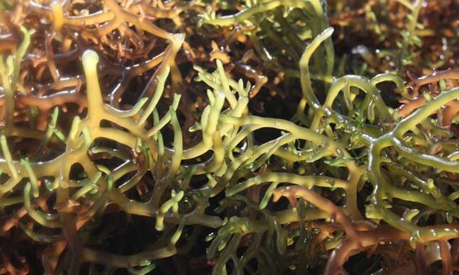 is sea moss good for high blood pressure