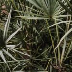 when to take saw palmetto morning or night