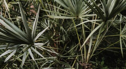 when to take saw palmetto morning or night