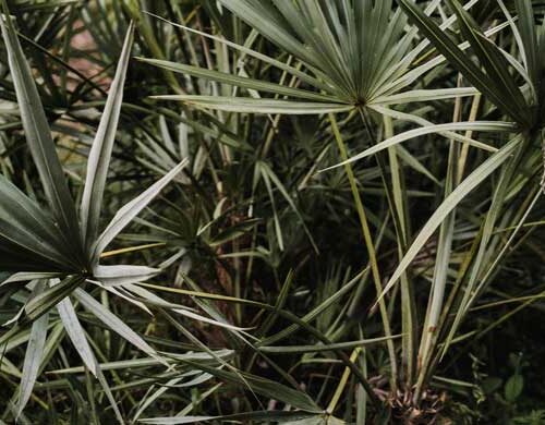 when to take saw palmetto morning or night