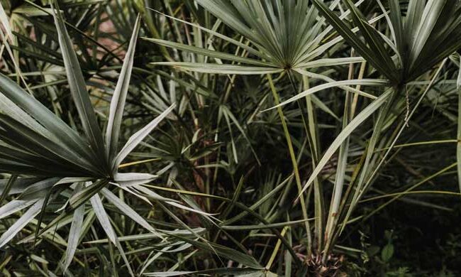 when to take saw palmetto morning or night