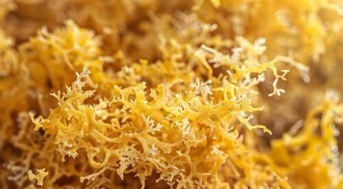 how much sea moss to take daily