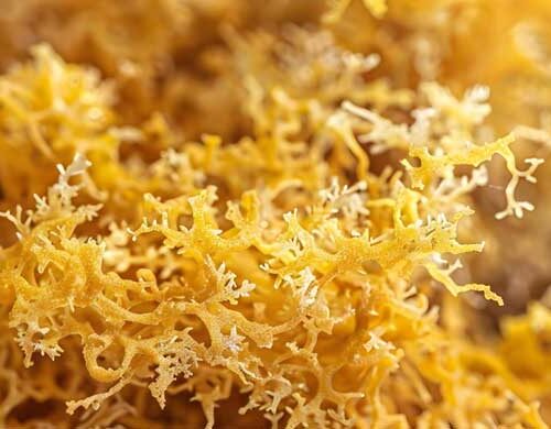 how much sea moss to take daily