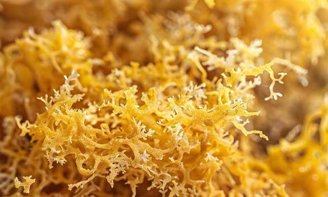 how much sea moss to take daily