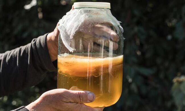 should you drink kombucha on an empty stomach