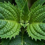 when to take horny goat weed