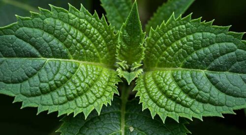 when to take horny goat weed