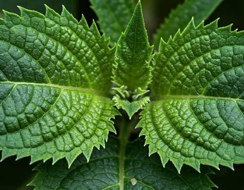 when to take horny goat weed