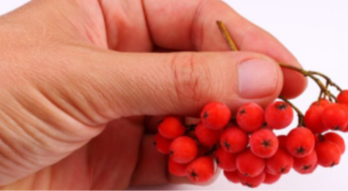 Can You Take Berberine With Metformin