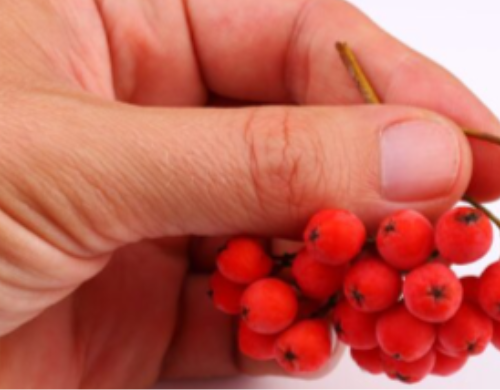 Can You Take Berberine With Metformin