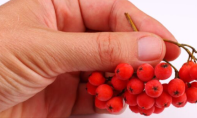 Can You Take Berberine With Metformin