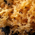 When Is the Best Time to Take Sea Moss?