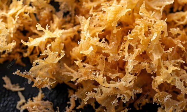 When Is the Best Time to Take Sea Moss?
