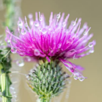 when to take milk thistle