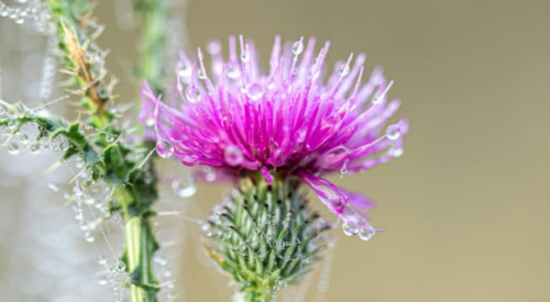when to take milk thistle