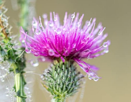 when to take milk thistle