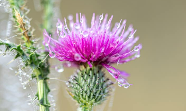 when to take milk thistle